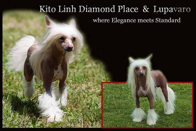 Kito Linh Diamond Place