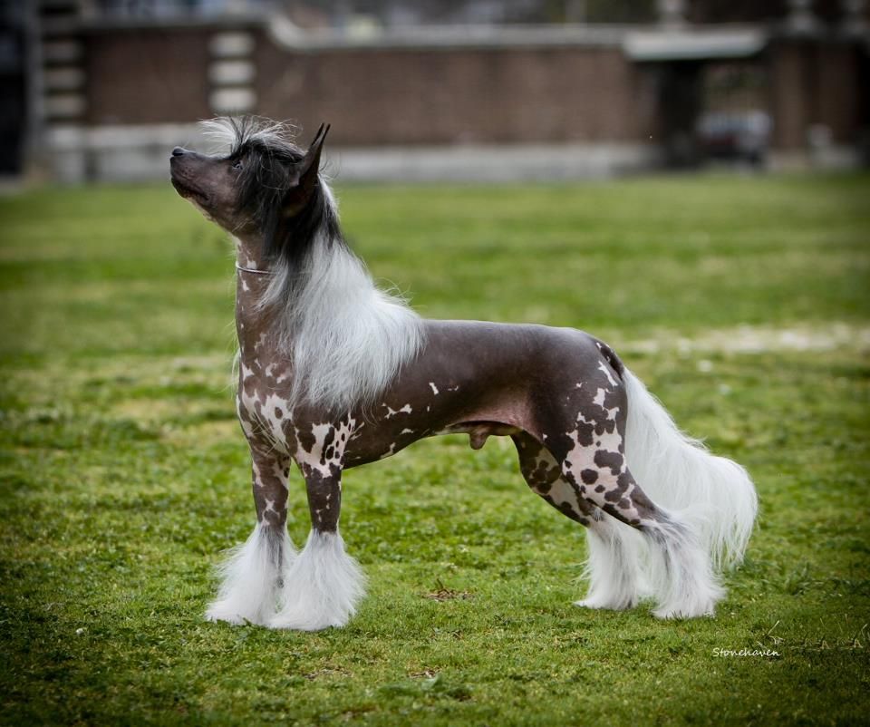 Olivera's Last Son Of Krypton HL