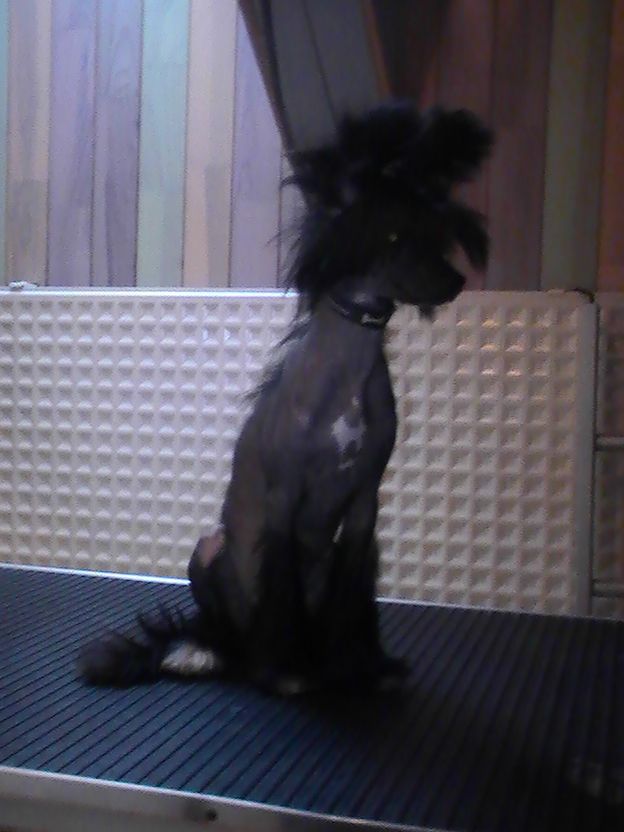 Blue bird paradise G7