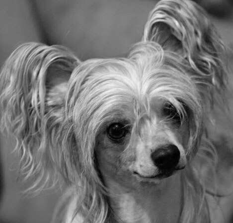 Bridgetnaces Mystic Dreams in Yorcrechi