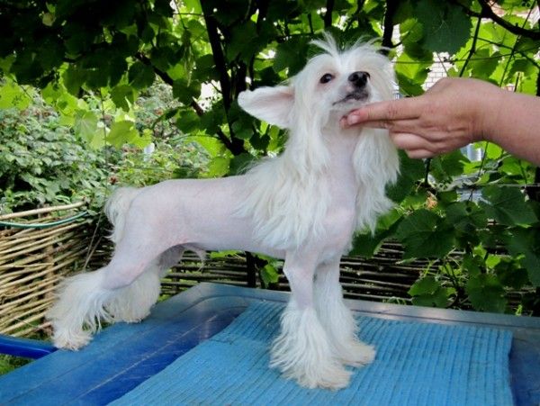 Iroslava Otvazhny Rycar