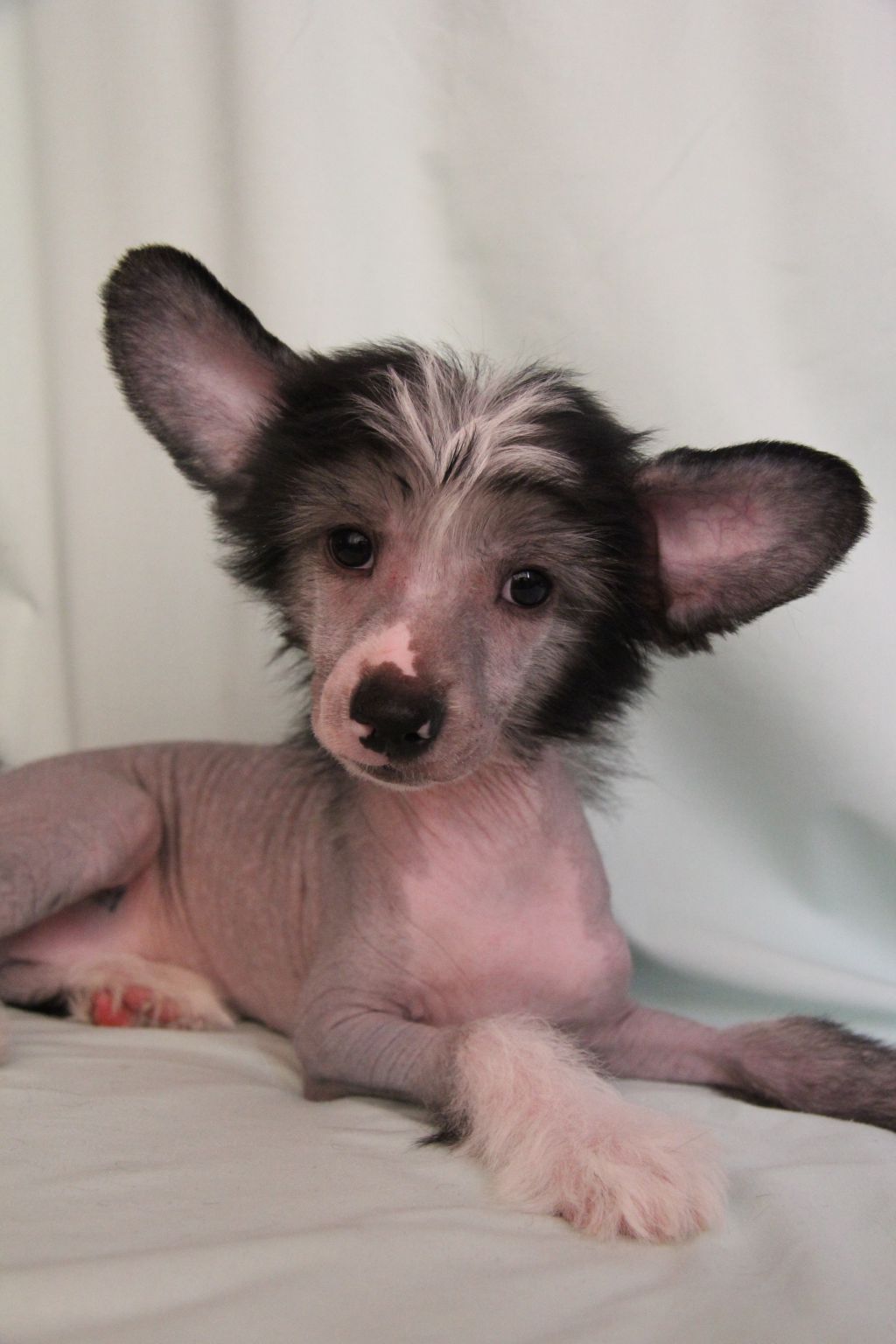 Apriori Vip Lorentso