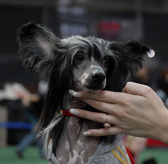 Dream Space Backfier From Angel Look