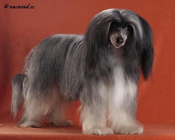 Cherlie Kalis z Treste