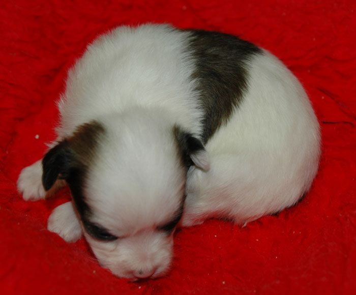 GinTonic Little Champs