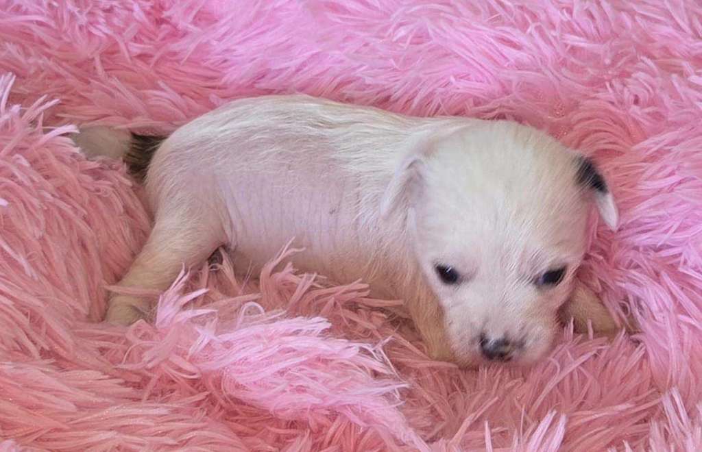 Suanho's Spotty Secoya