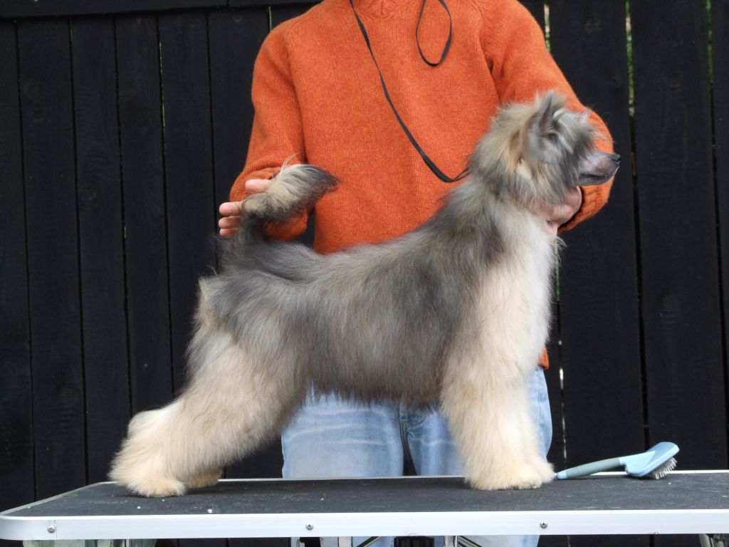 Qdlaty Next Germanika