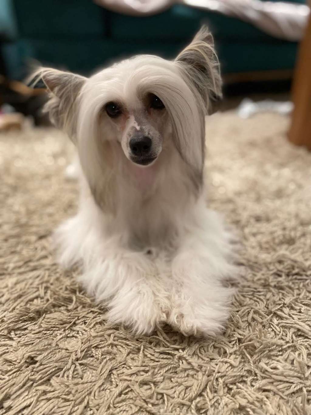 Carmen Diamond Chinese Butterfly