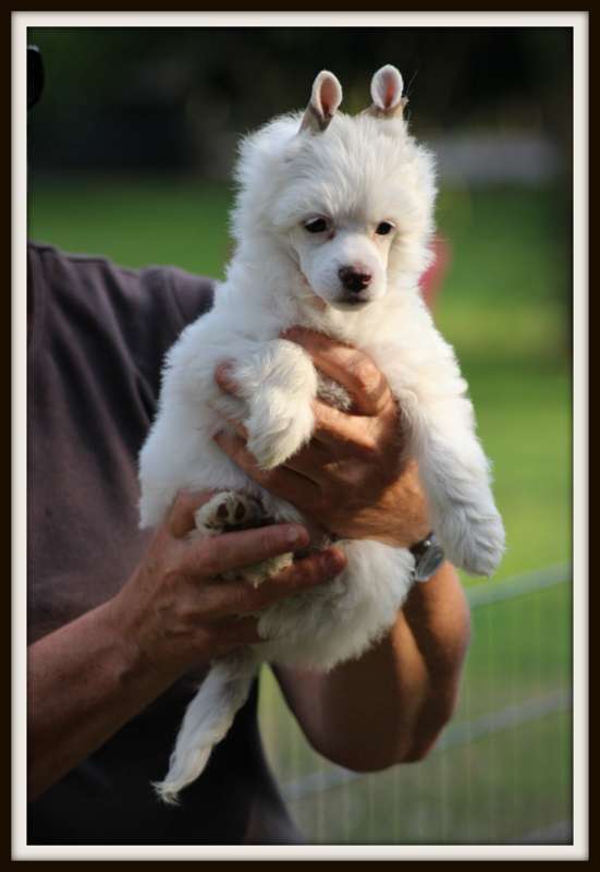 overdose d amour du pavé de varennes