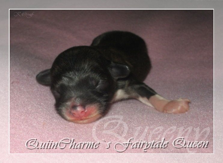 QuiinCharme's Fairytale Queen