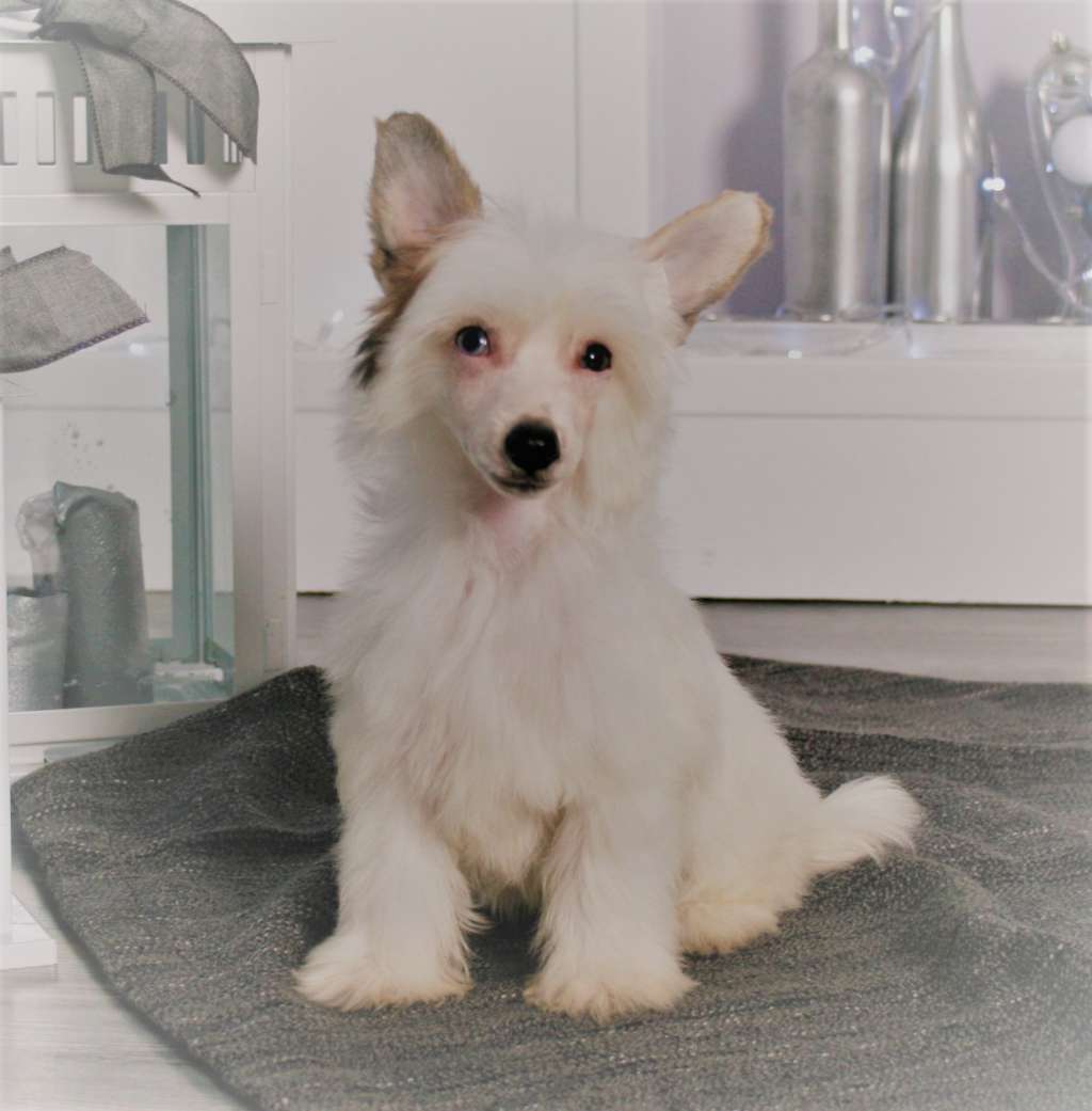 Angel O'chek Schedera