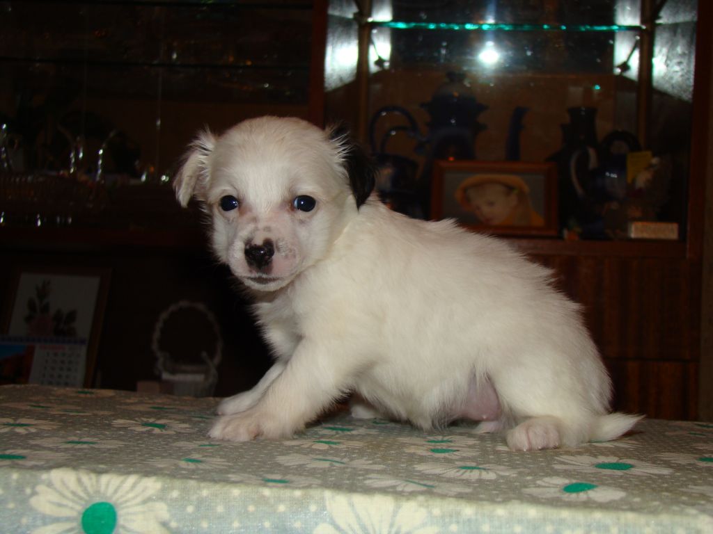 Kristal Yaniry Tropikanka