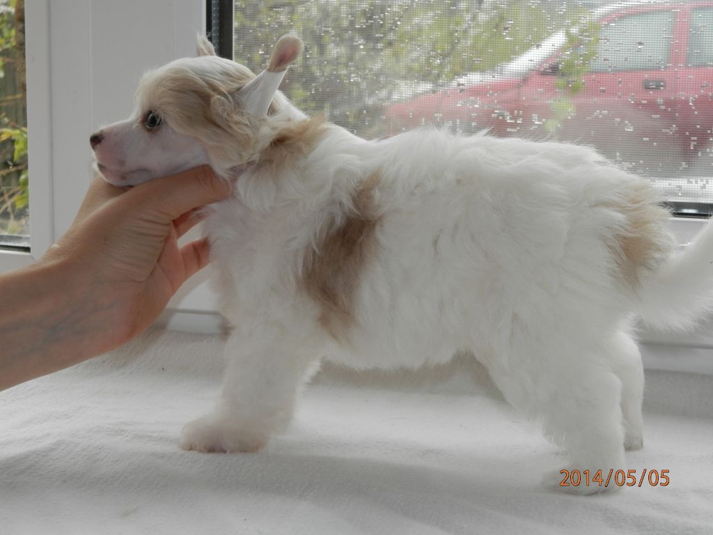 Angel O' Check Umnitsa-krasavitsa