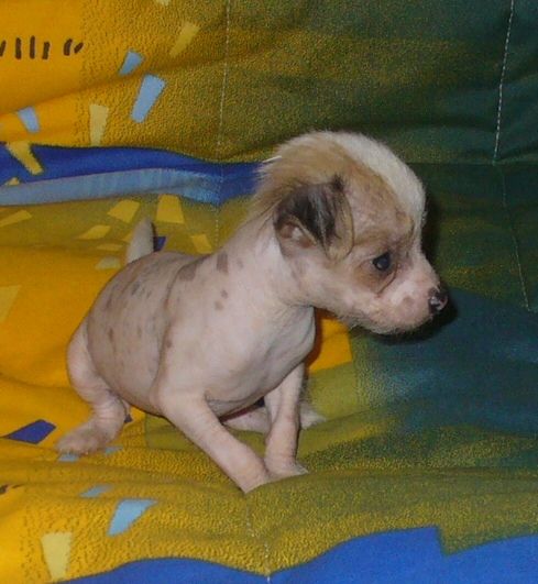 Luminacita Armonia di Colori