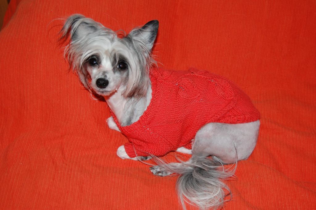 Fancy Style Aristocratka