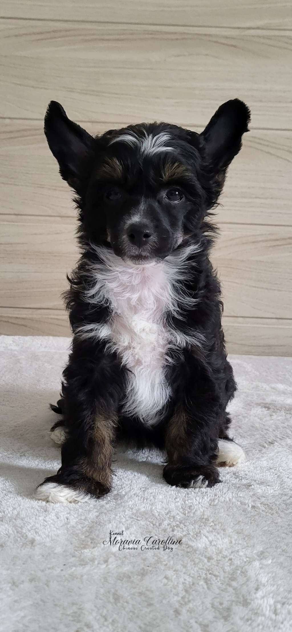 Frencis Moravia Carolline