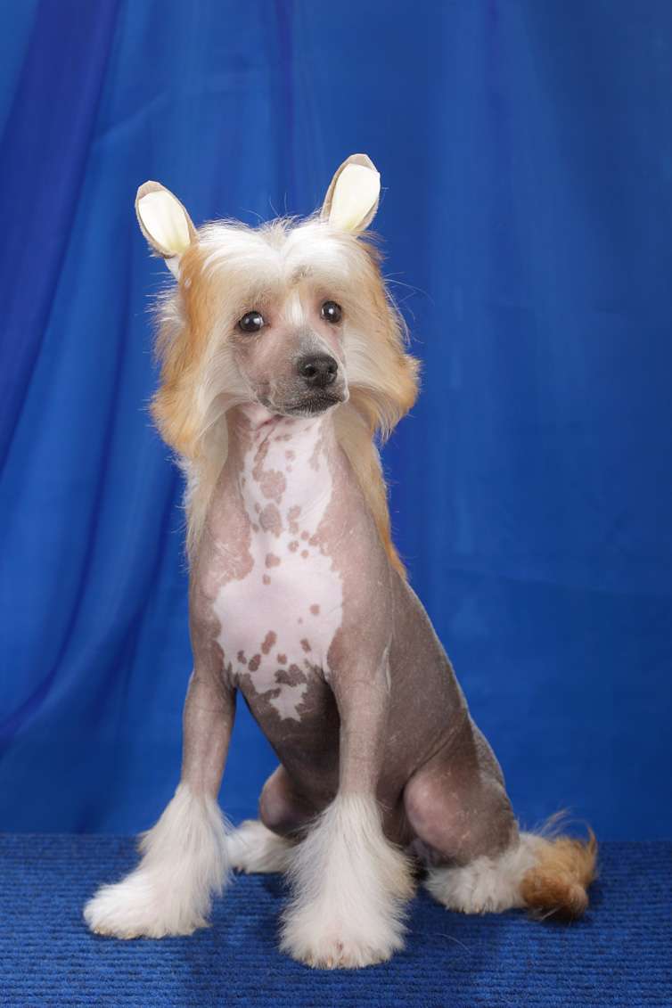 Style Bravo Cinzano Asti