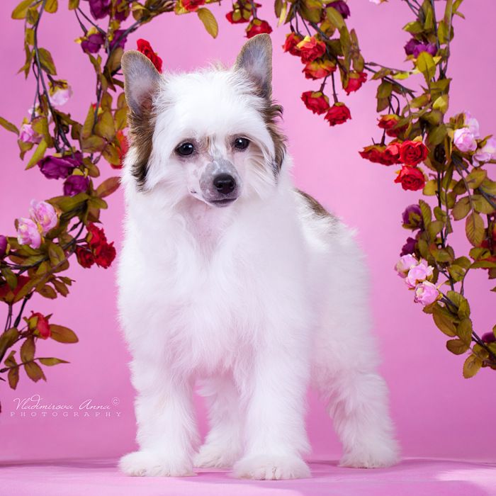 Envy White Milky Way