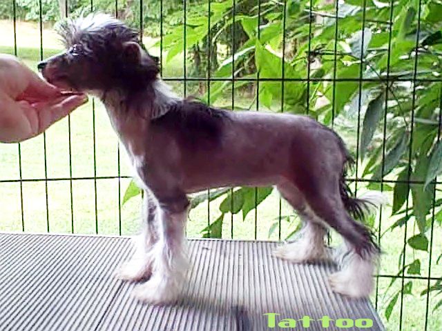 Sakkarra Black/pink HL girl "What stays in Vegas"