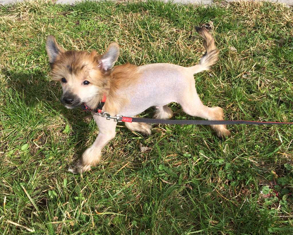 Collin Caramello Velura