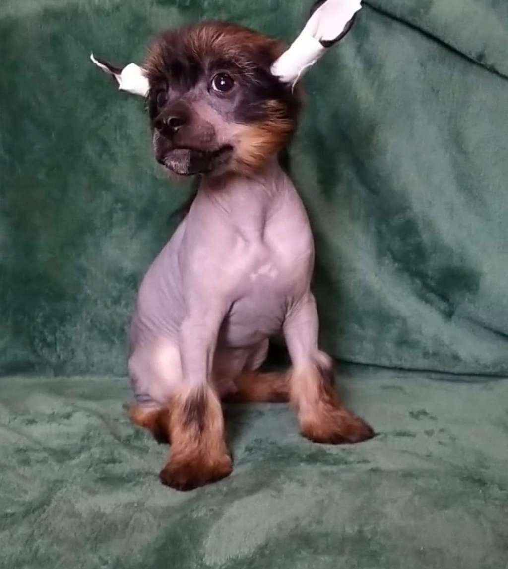 Kualebro  Molosos Gratzi