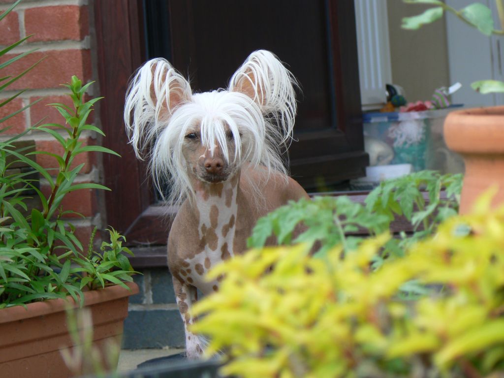 Doucai's Golden Sonnet