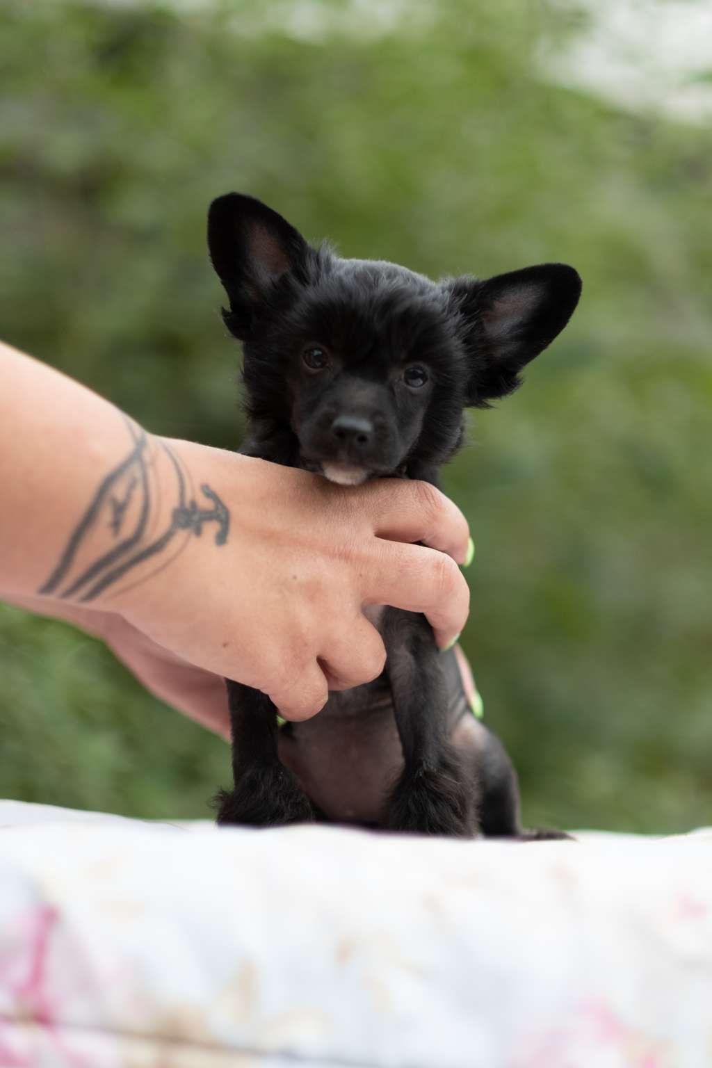 Florida Dei Guardiani Silani