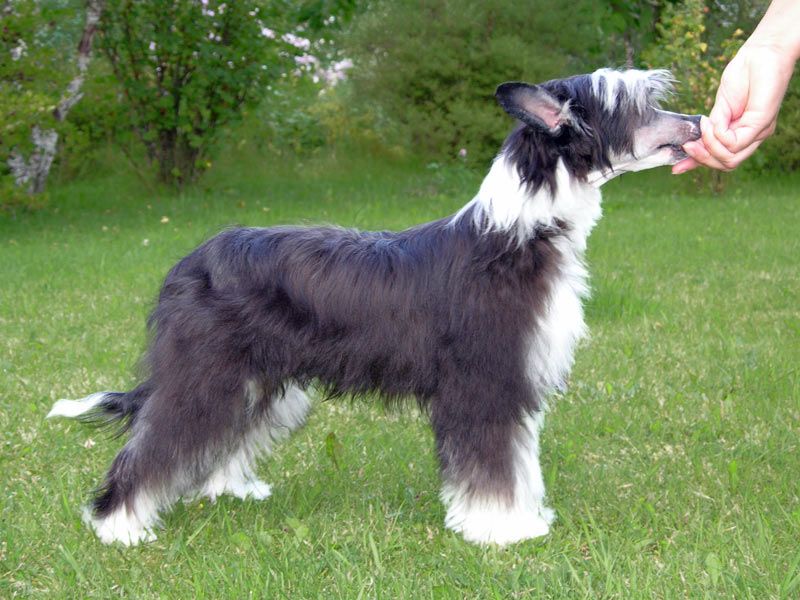 Sandfield's Julius Cesar