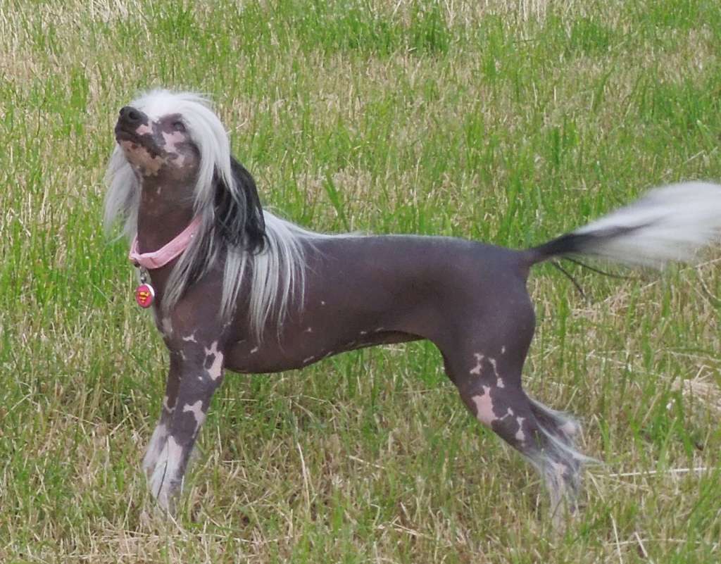 Incredible Girl Du Domaine Forever Young