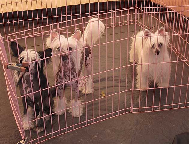 Crestars Little Goldie Rinoanne PF