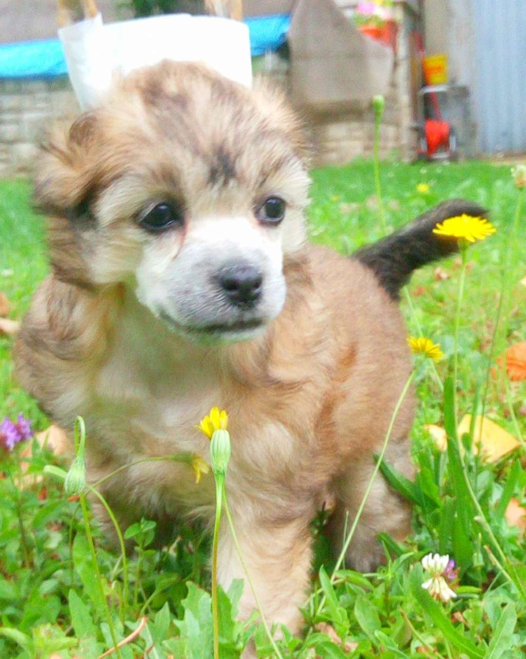 Cc Top Exclusive Corina