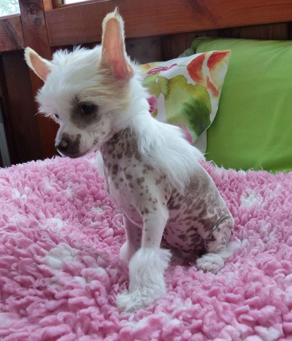 Majara vom Apfelland