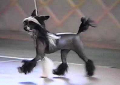 Bayshore She's Got Legs