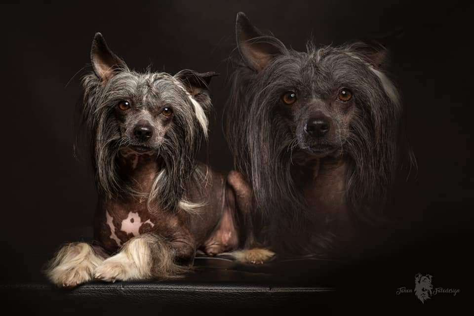 Crazy Cresteds Caban Jaleo