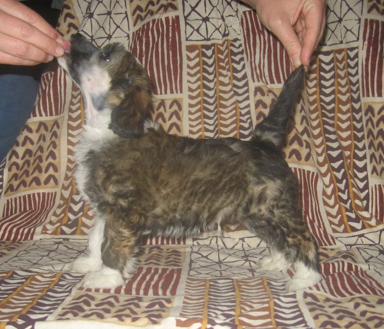 Stormblåstens Go'n Breakdown