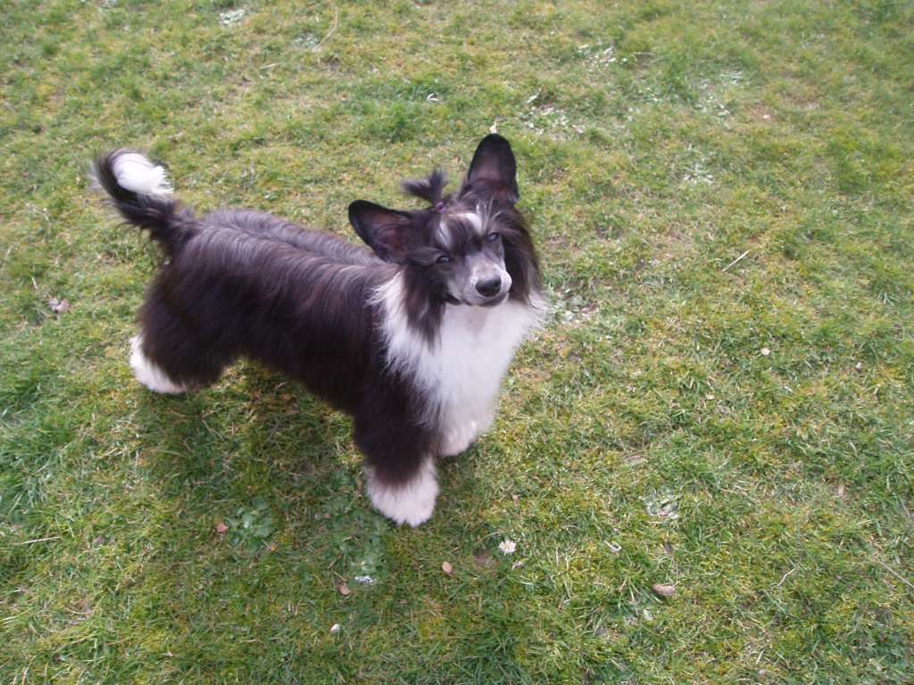 Mohawk Advanced Hair Yeah Yeah Imp Aust