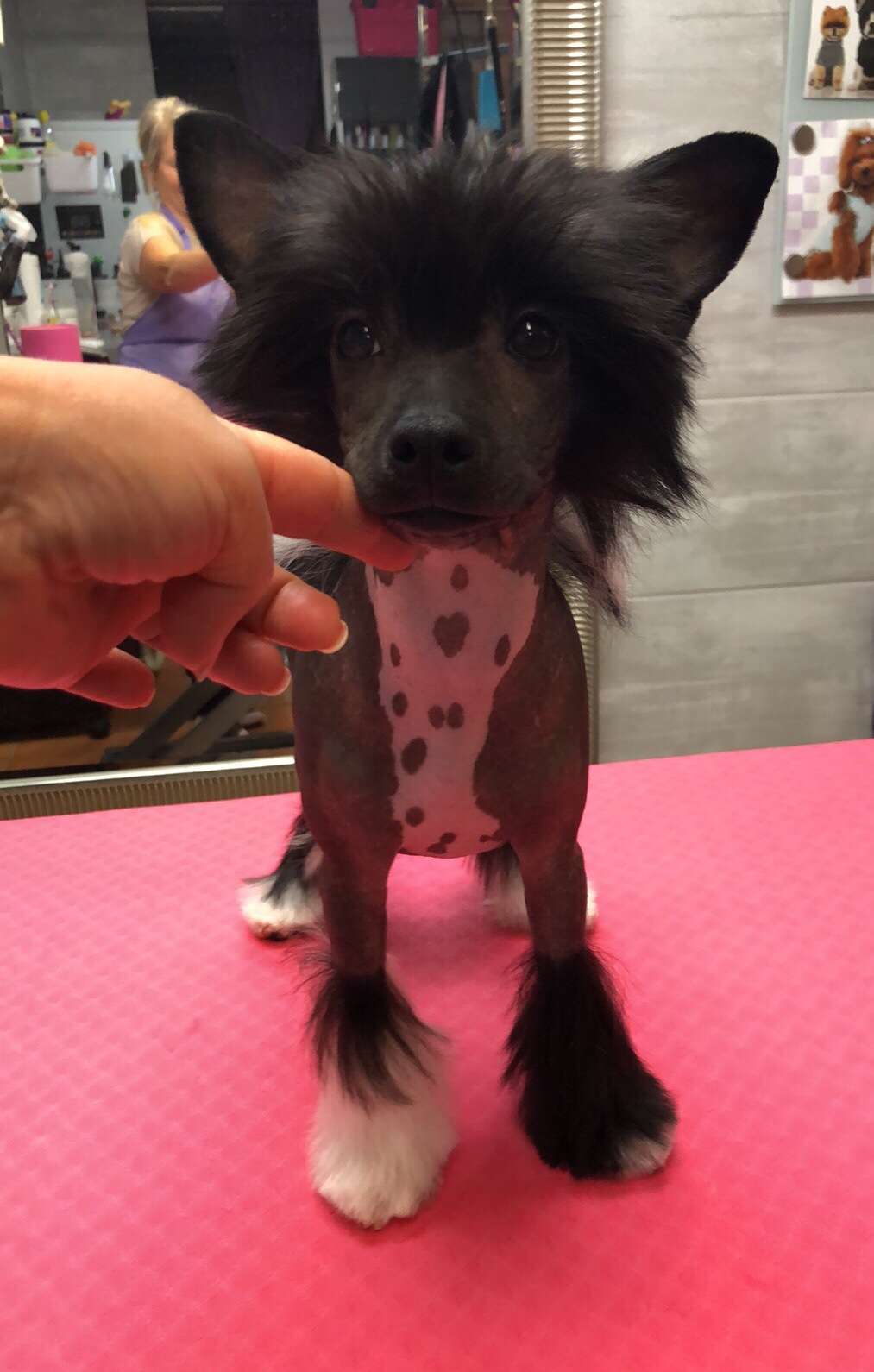 King Of Pop Caramella's Family