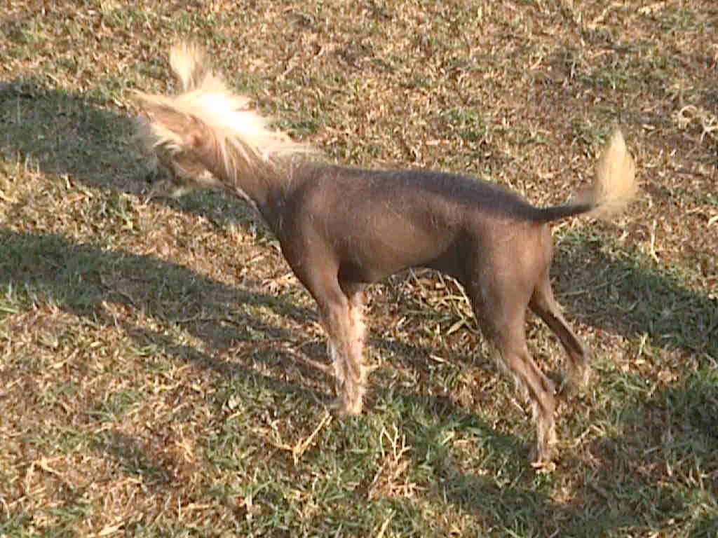 Prancing In The Nude