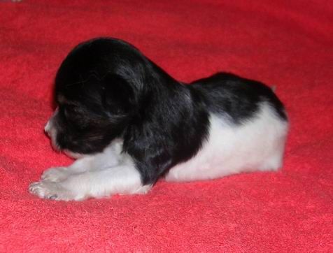 Manzana De Oro Enysh Lja Fer