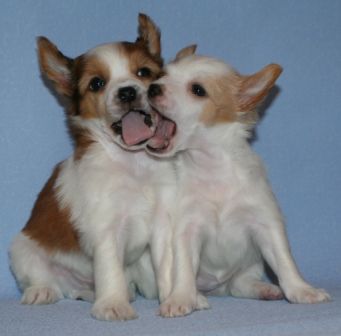 Aplodismenti AKVARELE from Khakasia