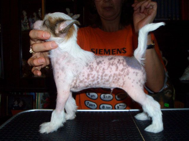 Kranar Zippy with spotted