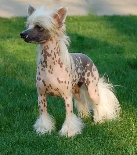 Crestyle Playboy Lesmars