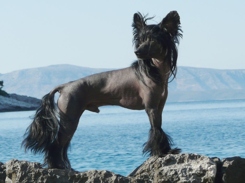 Proud Pony U've Got Talent