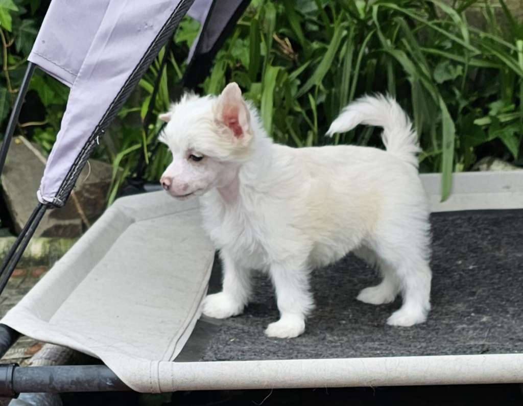 Amira Little Charmings