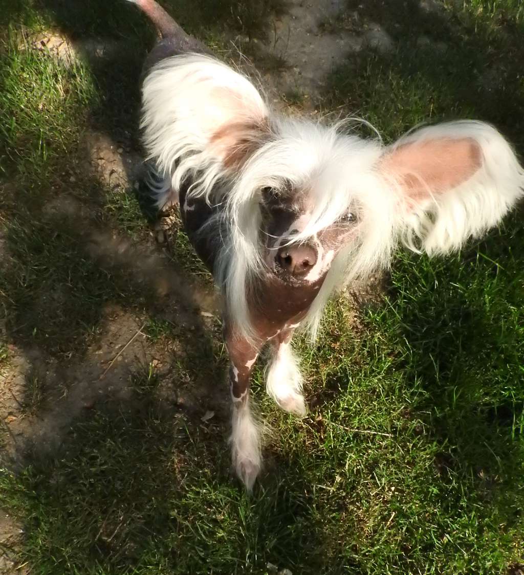 Lemon Tonic Little Champs