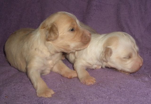 Vellar Pljus Stylish Feature Ksolo Club