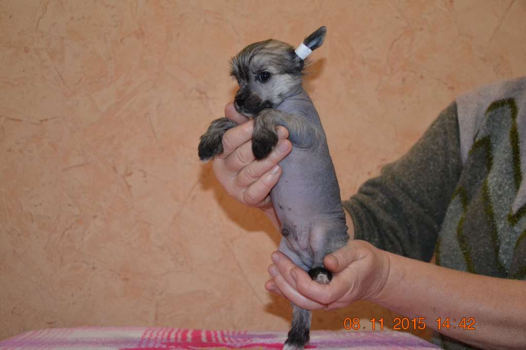 Madison Brave Heart Dneproskoye Solntse