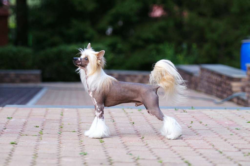 Incanto Del Mondo Great Gatsby