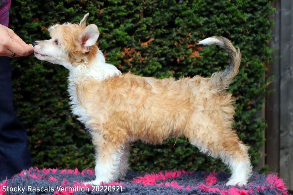 Stocky Rascals Vermilion