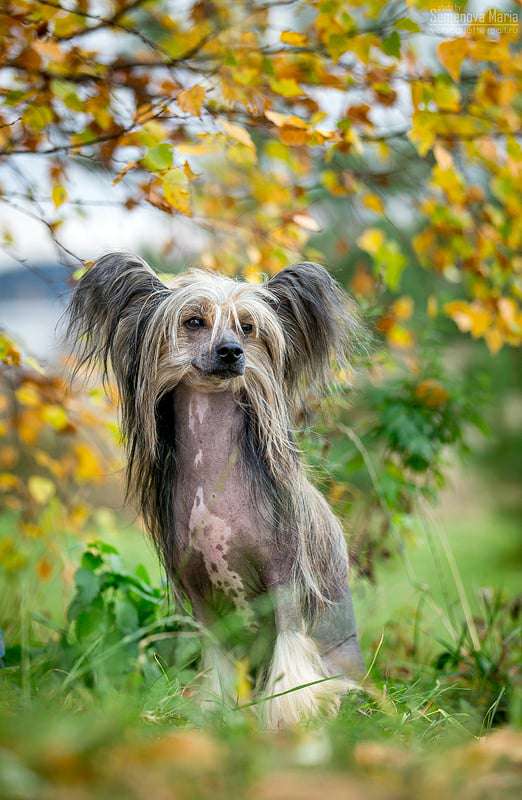 Alwaro GIDAORI Crestedgang